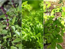 ಮನೆಯಂಗಳದಲ್ಲೇ ಬೆಳೆಸಬಹುದಾದ ಆರೋಗ್ಯಕಾರಿ ಸಂಜೀವಿನಿಗಳು!