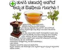 ತುಳಸಿ ಚಹಾದಲ್ಲಿ ಅಡಗಿದೆ ಅದ್ಭುತ ಔಷಧೀಯ ಗುಣಗಳು 