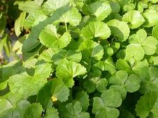 ನೆನಪಿನ ಶಕ್ತಿ ವರ್ಧಕ-ಒಂದೆಲಗದ ತಂಬುಳಿ 