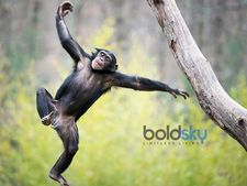 ಬುದ್ಧಿಶಕ್ತಿಯಲ್ಲಿ ಮನುಷ್ಯರಿಗೇ ಸವಾಲೆಸೆಯುವ ಪ್ರಾಣಿ, ಪಕ್ಷಿಗಳು