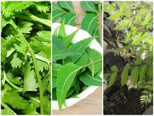 ಕೂದಲಿನ ಸಮಸ್ಯೆಗೆ, ನೈಸರ್ಗಿಕ ಎಲೆಗಳಿಂದ ಆರೈಕೆ 