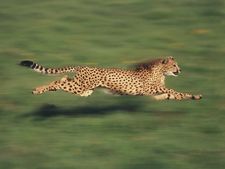 ವಿಶ್ವದಲ್ಲಿ ಅತ್ಯಂತ ವೇಗವಾಗಿ ಓಡುವ ಪ್ರಾಣಿಗಳು 