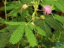 ಬಹುಪಯೋಗಿ ಮುಟ್ಟಿದರೆ ಮುನಿ ಗಿಡದ ಆರೋಗ್ಯ ರಹಸ್ಯ