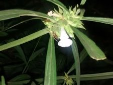 ತುಂಬೆ ಹೂವಿನಿಂದ ತುಂಬಿ ತುಳುಕುವ ಆರೋಗ್ಯ...