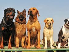 ನಾಯಿಗಳ ಬಗ್ಗೆ ಇರುವ ಒಂದಿಷ್ಟು ಇಂಟರೆಸ್ಟಿಂಗ್ ಸಂಗತಿ 