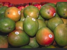 ಮಾವಿನ ಹಣ್ಣಿನಲ್ಲಿದೆ, ಸರ್ವ ರೋಗ ನಿಯಂತ್ರಿಸುವ ಶಕ್ತಿ