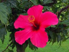 ತಲೆ ತುರಿಕೆಗೆ ದಾಸವಾಳ ಸಮರ್ಪಕ ಉತ್ತರವಾಗಬಲ್ಲುದೇ?