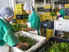 ವಿಷಭರಿತ ಚೀನಾ ಆಹಾರಗಳು ಮಾರುಕಟ್ಟೆಗೆ ಬಂದುಬಿಟ್ಟಿವೆ! 