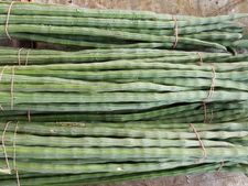 ಕಾಯಿ ಕಾಯಿ ನುಗ್ಗೆಕಾಯಿಯ ಪವರ್‌ಗೆ ತಲೆಬಾಗಲೇಬೇಕು!