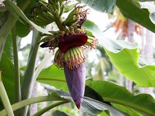 ಊಹೆಗೂ ನಿಲುಕದ ಬಾಳೆ ಹೂವಿನ ಆರೋಗ್ಯಕರ ಗುಣಗಳು