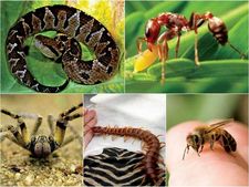 ಹುಷಾರು, ಇವುಗಳ ತಂಟೆಗೆ ಮಾತ್ರ ಹೋಗಬೇಡಿ..!! 