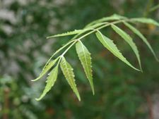 ನೀವರಿಯದ ಬೇವಿನ ಎಲೆಗಳ ಸೀಮಾತೀತ ಗುಣಗಳು