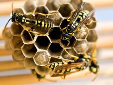 ಕಣಜಗಳ ಹುಟ್ಟಡಗಿಸುವ ನೈಸರ್ಗಿಕ ಮನೆಮದ್ದುಗಳು