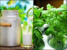 ದಿನನಿತ್ಯ ತುಳಸಿ ಬೆರೆಸಿದ ಹಾಲು ಕುಡಿಯಿರಿ- ಆರೋಗ್ಯ ಪಡೆಯಿರಿ