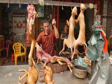 ಆಡು ಮುಟ್ಟದ ಸೊಪ್ಪಿಲ್ಲ, ಚೀನೀಯರು ತಿನ್ನದ ಆಹಾರವಿಲ್ಲ! 