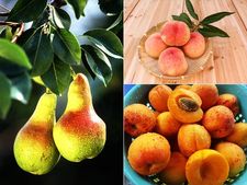 ತೂಕ ಇಳಿಸುವ ಪವರ್ ಈ ಆಹಾರಗಳಲ್ಲಿದೆ! ಒಮ್ಮೆ ಪ್ರಯತ್ನಿಸಿ