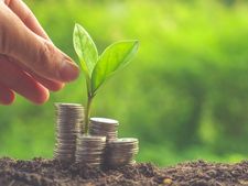 ಅದೃಷ್ಟ ತರುವ ಗಿಡಗಳಿವು! ತಪ್ಪದೇ ಮನೆಯಲ್ಲಿ ಇಟ್ಟುಕೊಳ್ಳಿ	  