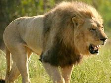 ಅಚ್ಚರಿ ಜಗತ್ತು: ನಿದ್ದೆ ಮಾಡುವುದರಲ್ಲಿ ಈ ಪ್ರಾಣಿಗಳು ನಂ.1...