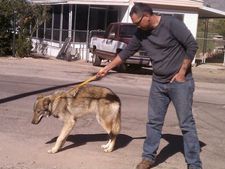 ಅಯ್ಯೋ ರಾಮ, ನಾಯಿ ಮರಿ ಕೊನೆಗೆ ತೋಳವಾಗಿ ಬಿಟ್ಟಿತು!  