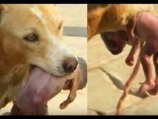 ಅಚ್ಚರಿಯ ಸತ್ಯಘಟನೆ: ಮಗುವನ್ನು ಕಾಪಾಡಿದ ಬೀದಿನಾಯಿಗಳು! 