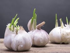 'ಮೊಳಕೆಯೊಡೆದ ಬೆಳ್ಳುಳ್ಳಿಯ' ಜಬರ್ದಸ್ತ್ ಪವರ್‍‌ಗೆ ನಮ್ಮದೊಂದು ಸಲಾಂ! 