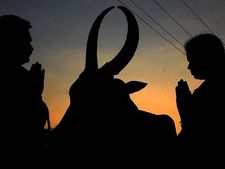 ಸುಗ್ಗಿಯ ಹಿಗ್ಗಿನ ಹಬ್ಬ 'ಸಂಕ್ರಾಂತಿ'-ಏನಿದರ ಮಹತ್ವ? 