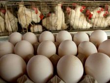 ಕೋಳಿ ಮೊಟ್ಟೆಯ ನಗ್ನಸತ್ಯ!, ಹಣಕ್ಕಾಗಿ ನಡೆಯುತ್ತಿದೆ ಕುತಂತ್ರ! 