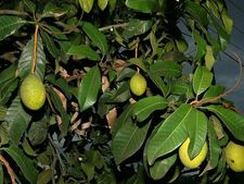 ಮಾವಿನ ಎಲೆಗಳ ಜಾದೂಗೆ--ಮಧುಮೇಹ ಮಂಗಮಾಯ!   