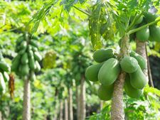 ಹಿತ್ತಲ ಗಿಡ 'ಪಪ್ಪಾಯಿ ಗಿಡದ ಎಲೆಗಳ' ಜಬರ್ದಸ್ತ್ ಪವರ್ 