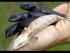 ಅಳಿವಿನಂಚಿನಲ್ಲಿರುವ ಬಲು ಅಪರೂಪದ ಈ ಕಪ್ಪು ಪ್ರಾಣಿಗಳು! 