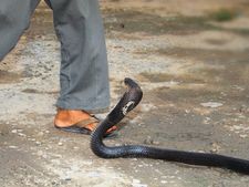 ಹಾವು ಕಚ್ಚಿದರೆ, ಕೂಡಲೇ ಈ ಟಿಪ್ಸ್ ಅನುಸರಿಸಿ ವ್ಯಕ್ತಿಯ ಪ್ರಾಣ ಉಳಿಸಿ