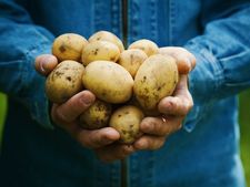 ಆಲೂಗಡ್ಡೆಯನ್ನು ಮೊದಲು ಪರಿಶೀಲಿಸಿ, ಆಮೇಲೆ ಸಾಂಬಾರ್‌ಗೆ ಬಳಸಿ! 