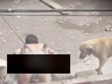 ಕುಡಿದ ಅಮಲಿನಲ್ಲಿ ನಾಯಿಮರಿಯ ಮೇಲೆ ಅತ್ಯಾಚಾರ ಮಾಡಿದ ಪಾಪಿ...