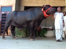 ಪ್ರತಿನಿತ್ಯ ವಿಸ್ಕಿ ಕುಡಿಯುವ ಈ ಹೋರಿಗೆ ಡಿಮ್ಯಾಂಡಪ್ಪೋ ಡಿಮ್ಯಾಂಡು!! 