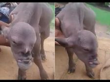 ಏನೋ ಮಾಡುವುದಕ್ಕೆ ಹೋಗಿ, ಕೊನೆಗೆ ಕುರೂಪಿ ಕುರಿಮರಿ ಜನನವಾಯಿತು!  