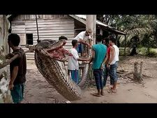 ರಾಕ್ಷಸ ಗಾತ್ರದ ಹೆಬ್ಬಾವನ್ನು ಹಿಡಿದ ವೀರರು ಈ ಊರಿನವರು!