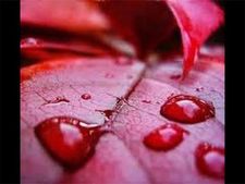 ಅಂದು ಕೇರಳದಲ್ಲಿ ಸುರಿದ 'ರಕ್ತದ ಮಳೆ'! ಏನಿದರ ಹಿಂದಿನ ರಹಸ್ಯ?	