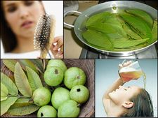 ಕೂದಲುದುರುವುದು ತಡೆಯಬೇಕಾ? ಹಾಗಿದ್ದರೆ ಸೀಬೆ ಎಲೆಯನ್ನು ಬಳಸಿ   