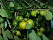 ಪೇರಳೆ ಎಲೆಗಳ ಪ್ರಯೋಜನಗಳು