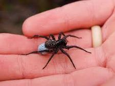 ಒಂದು ವೇಳೆ ಜೇಡ ಕಚ್ಚಿದರೆ, ತಕ್ಷಣ ಈ ಮನೆಮದ್ದುಗಳನ್ನು ಅನುಸರಿಸಿ