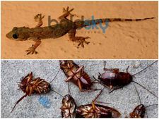 ಜಿರಳೆ ಹಾಗೂ ಹಲ್ಲಿಗಳನ್ನು ಮನೆಯಿಂದ ಓಡಿಸಬೇಕೆ? ಇಲ್ಲಿದೆ ನೋಡಿ ಟಿಪ್ಸ್ 