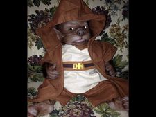 ತೋಳದ ಮರಿಯ ಆಟಿಕೆ ಶೃಂಗಾರಕ್ಕೆ ಲಕ್ಷ-ಲಕ್ಷ ಹಣ ವ್ಯಯಿಸಿದ ಮಹಿಳೆ!  