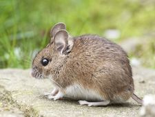 ನೋಡಿ ಈ ಮದ್ದುಗಳನ್ನು ಪ್ರಯತ್ನಿಸಿ- ಮನೆಯಿಂದ ಇಲಿ-ಜೇಡಗಳು ಮಂಗಮಾಯ! 