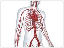 ದೇಹದ ರಕ್ತ ಹೆಪ್ಪುಗಟ್ಟುವಿಕೆಯ ಬಗ್ಗೆ ಇರುವ  ಕುತೂಹಲಕಾರಿ ಸಂಗತಿಗಳು 