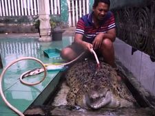 ಈ ವ್ಯಕ್ತಿ ಮೊಸಳೆಯನ್ನು ಸಾಕಿದ್ದಾನೆ... ಅದೀಗ ಅವನ ಮನೆಯ ಒಬ್ಬ ಸದಸ್ಯ...