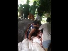 ಅಚ್ಚರಿಯಾದರೂ ನಿಜ! ಆನೆ ಹೊಟ್ಟೆಯೊಳಗೆ ಪಶುವೈದ್ಯ!  