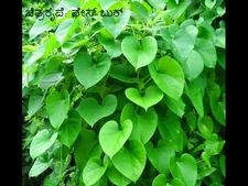 ನಾಟಿ ಮದ್ದು: ಅಮೃತಬಳ್ಳಿಯ 10 ಆರೋಗ್ಯಕಾರಿ ಪ್ರಯೋಜನಗಳು