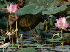 ಲಕ್ಷ್ಮಿ ದೇವಿಗೆ ಈ ಹೂವುಗಳೆಂದರೆ ಅಚ್ಚುಮೆಚ್ಚು- ವರಮಹಾಲಕ್ಷ್ಮಿ ಪೂಜೆಗೆ ತಪ್ಪದೇ ಇಂತಹ ಹೂವುಗಳನ್ನು ಅರ್ಪಿಸಿ