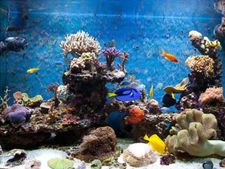 ವಾಸ್ತು ಟಿಪ್ಸ್: ಮನೆಯಲ್ಲಿ ಮೀನಿನ ಅಕ್ವೇರಿಯಮ್ಸ್ ಹೀಗಿದ್ದರೆ-ಮನೆಯಲ್ಲಿ ಶಾಂತಿ ನೆಲೆಸುತ್ತದೆ  