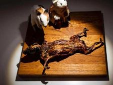 ಸ್ವೀಡನ್‌ನಲ್ಲಿ ಅಸಹ್ಯಕರ ಆಹಾರ ಪ್ರದರ್ಶಿಸುವ ಮ್ಯೂಸಿಯಂ!   